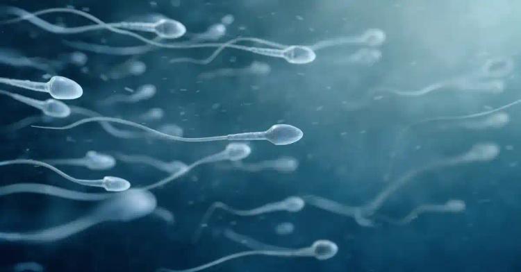 A Medical Roadmap to Enhancing Sperm Motility and Male Fertility