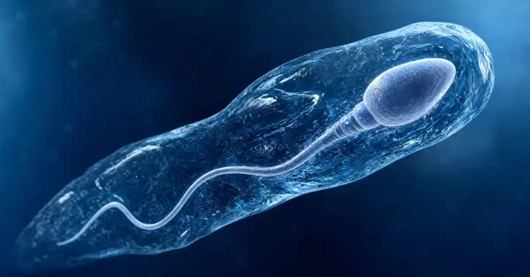 A Complete Guide to Sperm Freezing: Protecting Male Fertility for the Future