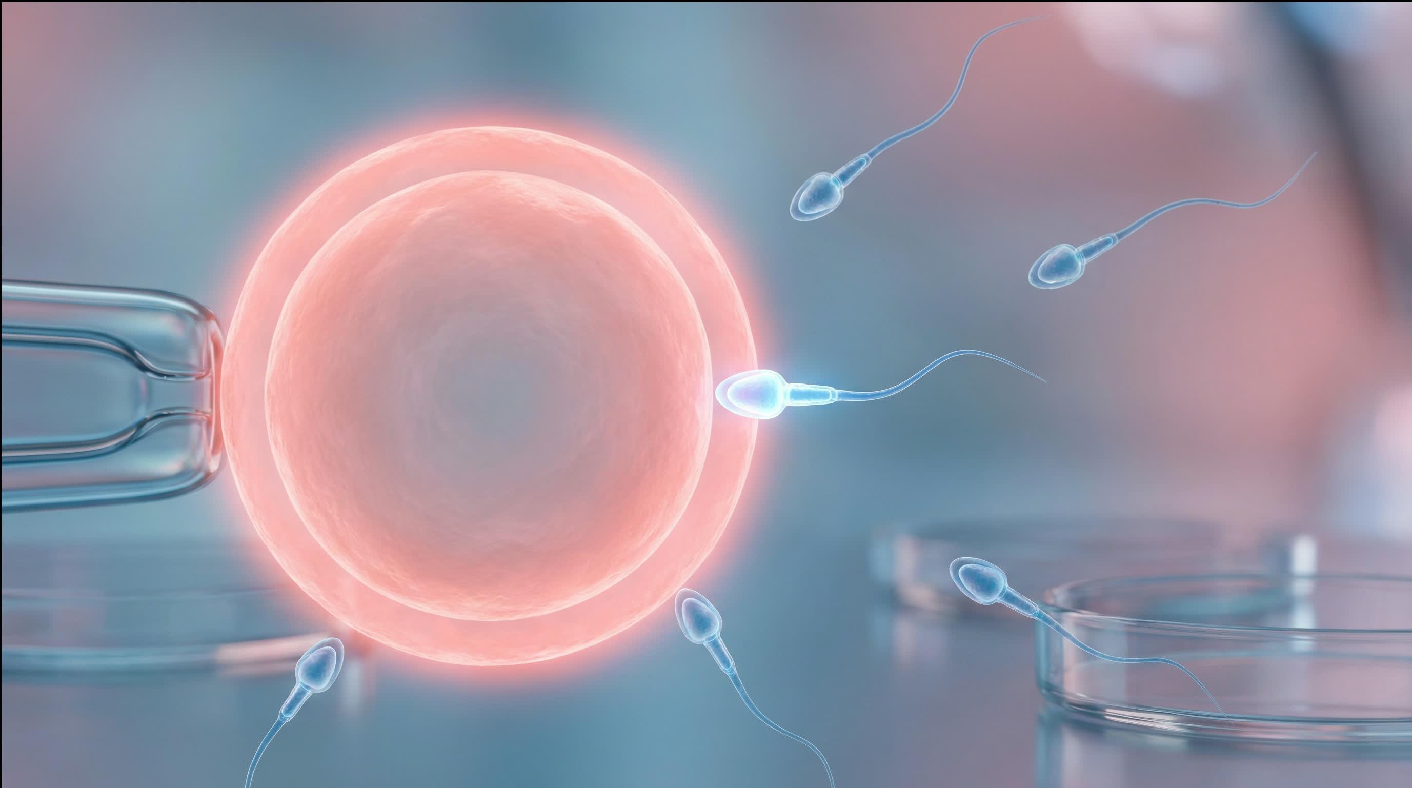 How Do Egg and Sperm Quality Affect ICSI Results?