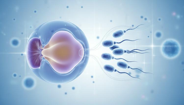 Does Benign Prostatic Hyperplasia Affect Fertility in Men Over 50?